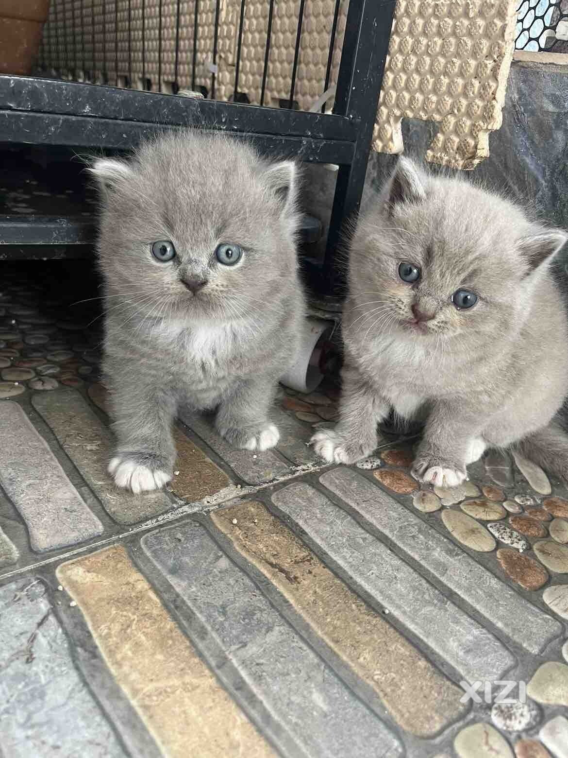 满月猫咪找新家啦