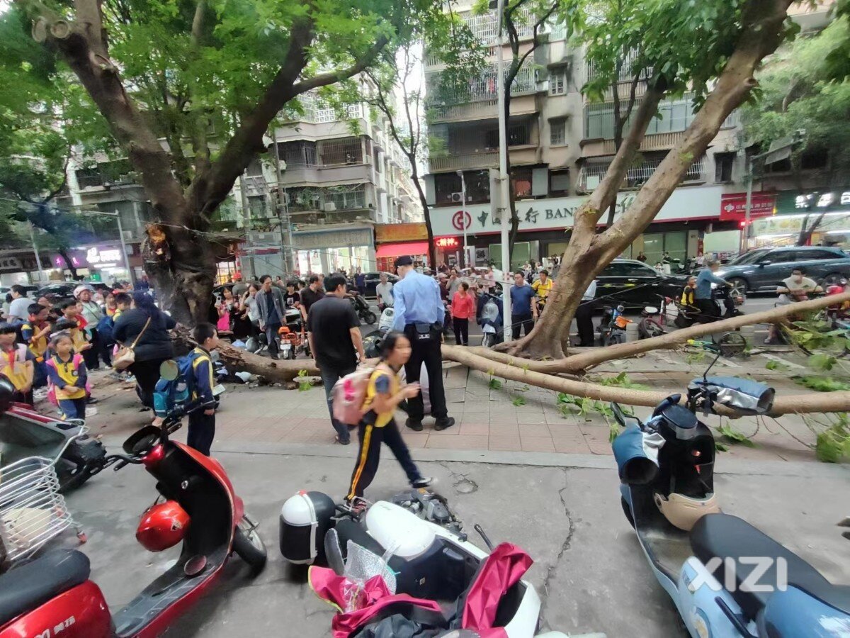 下角15小学校门前树倒了事件，希望相关部门重视起来！