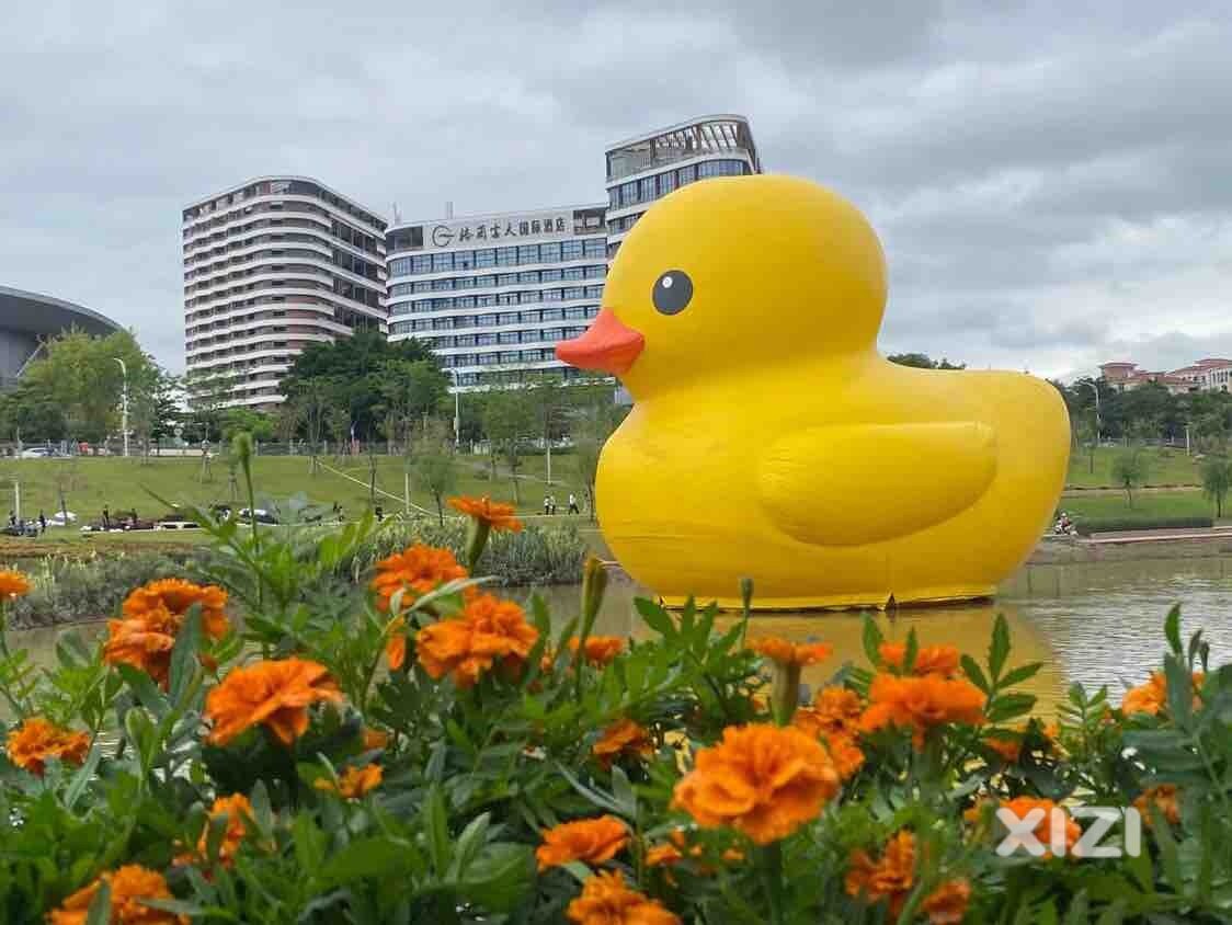 惠阳淡水半岛公园大黄