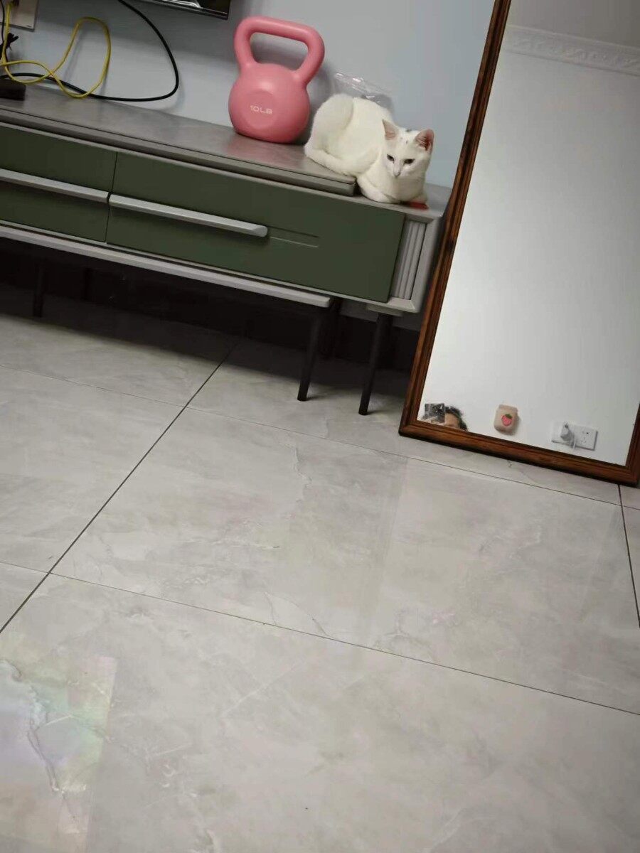 喵咪寻找有缘人领养