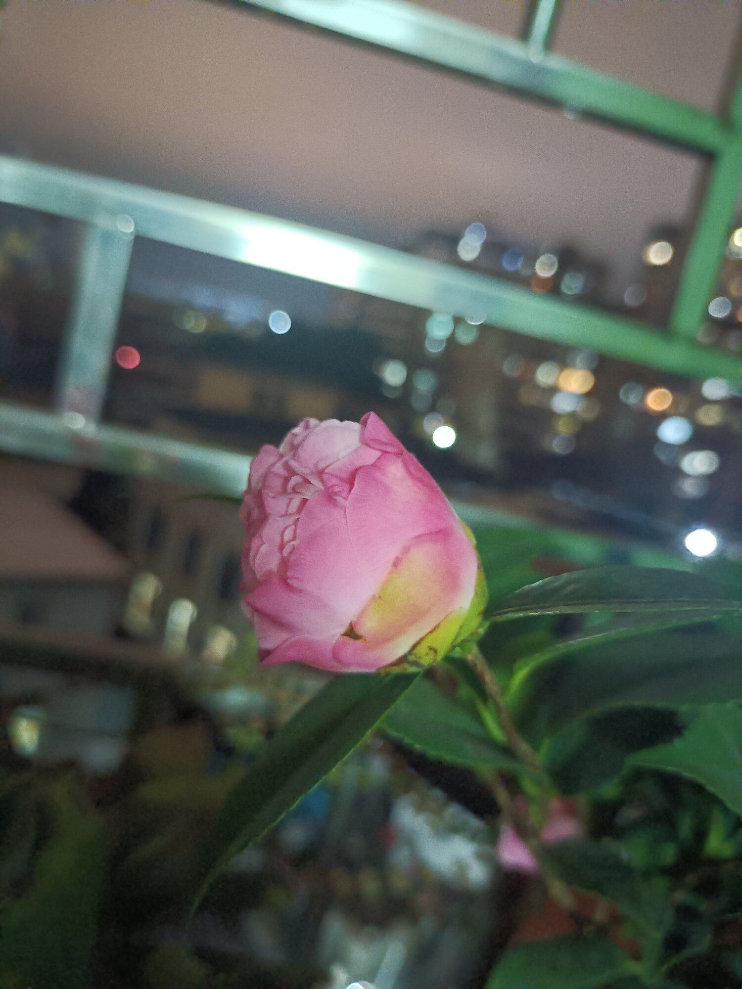 提醒我过母亲节了