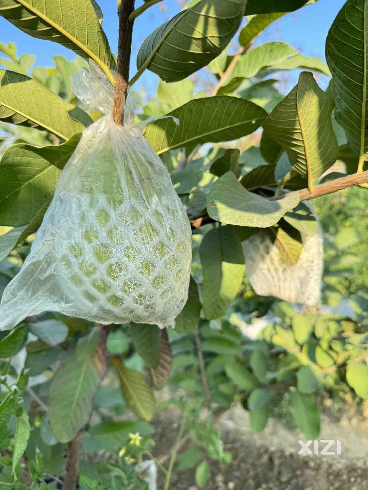 自给自足！清甜可口卜
