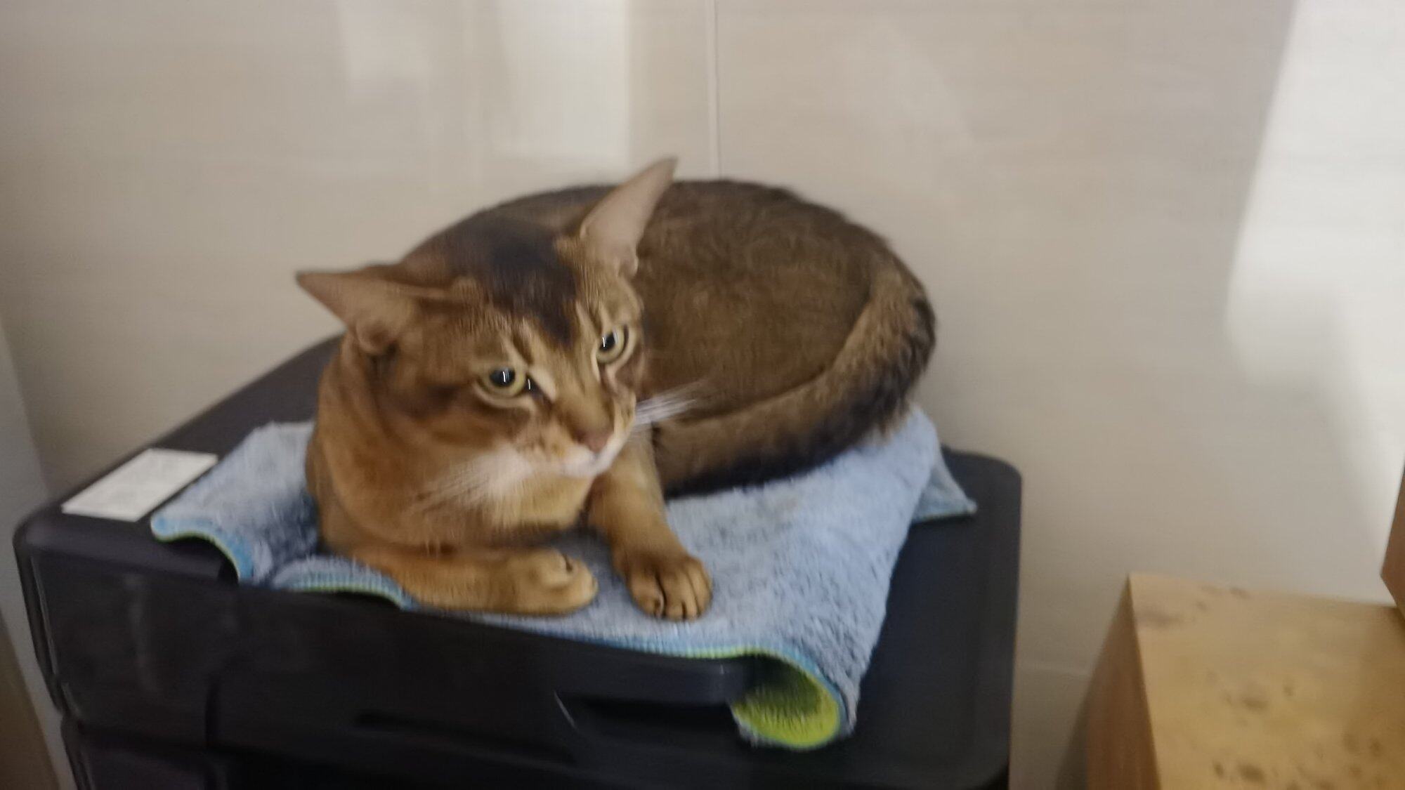 阿比猫
