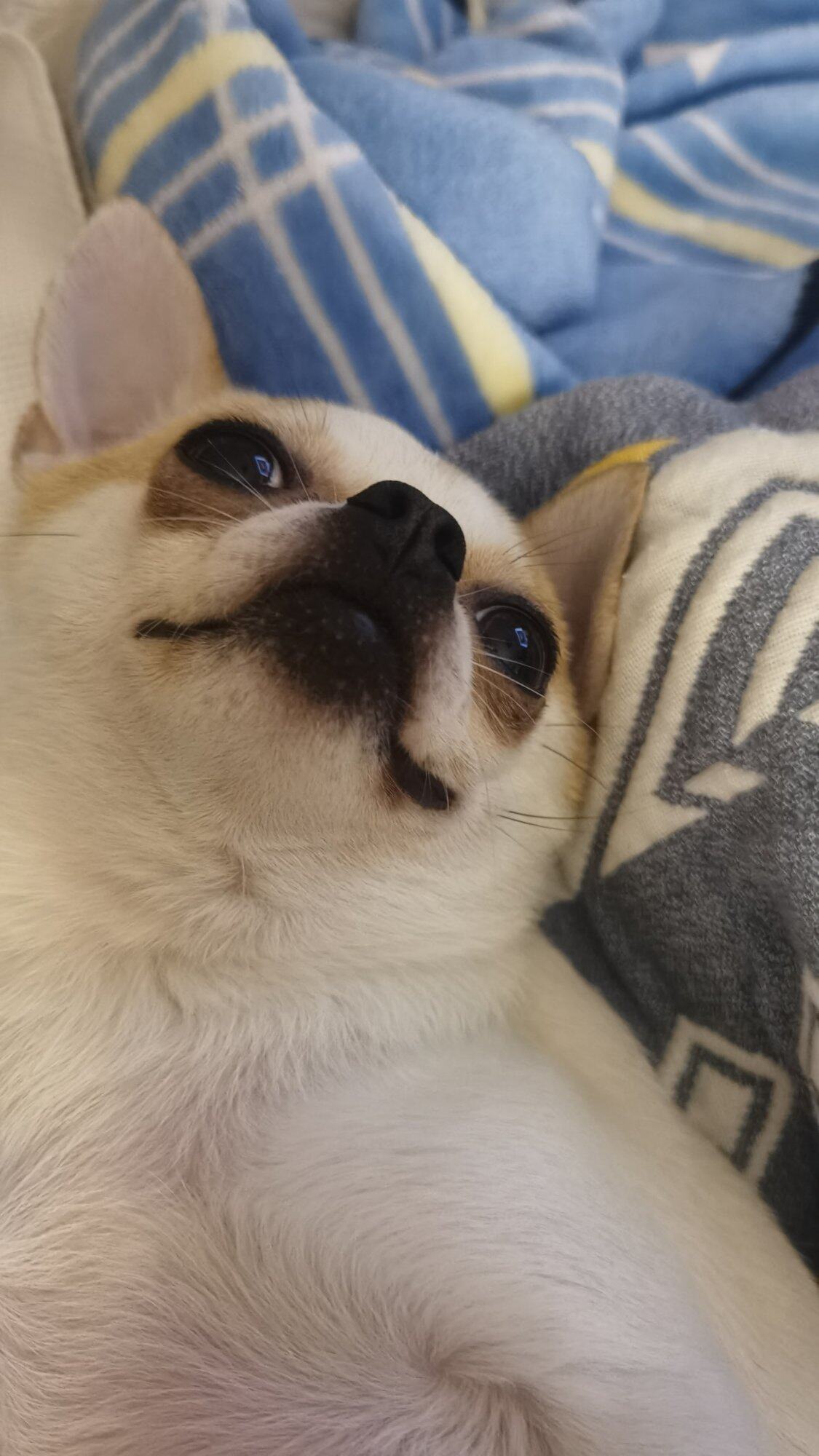 吉娃娃