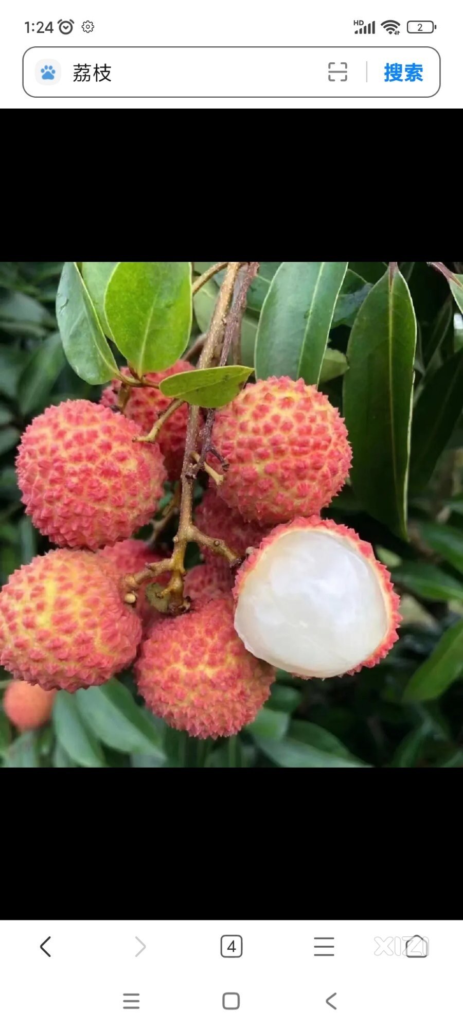 惠城哪里可以摘荔枝
