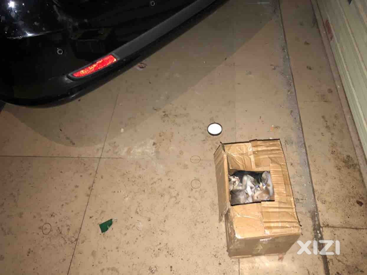 3只被遗弃的小猫咪
