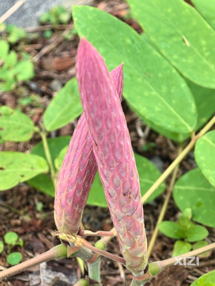 惠州桃花源绿道拍到了稀罕的植物  西柚们见过没有