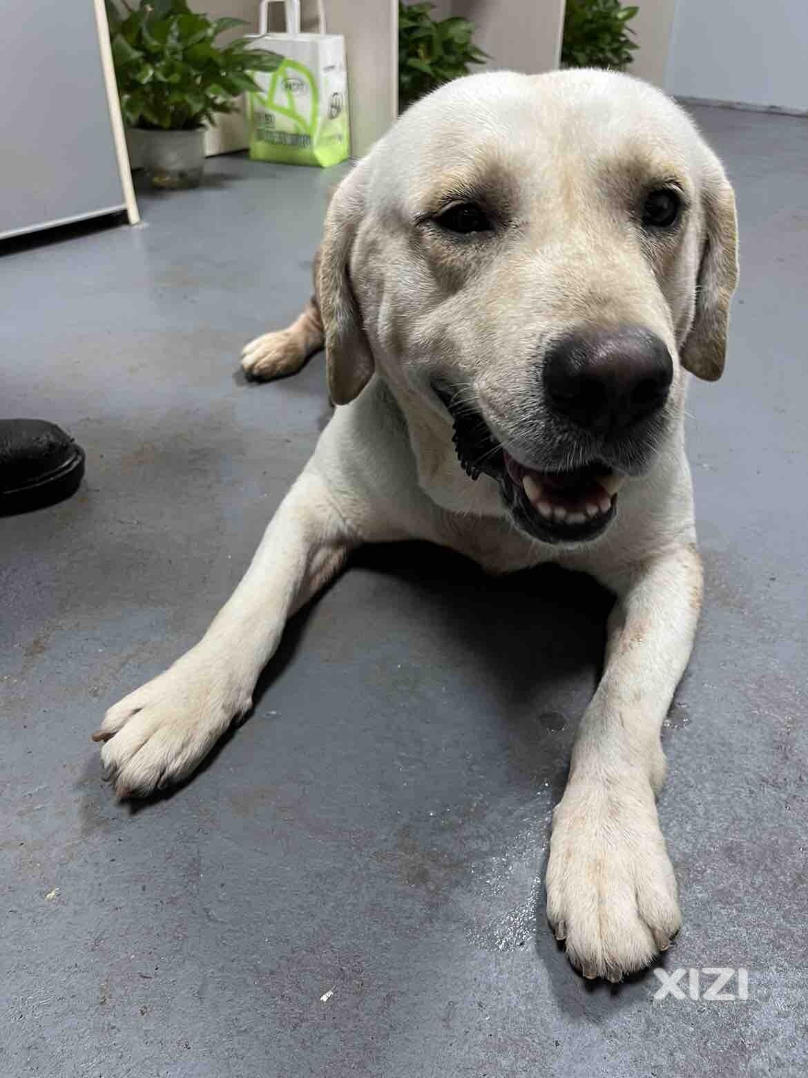 寻找狗主人 拉布拉多犬