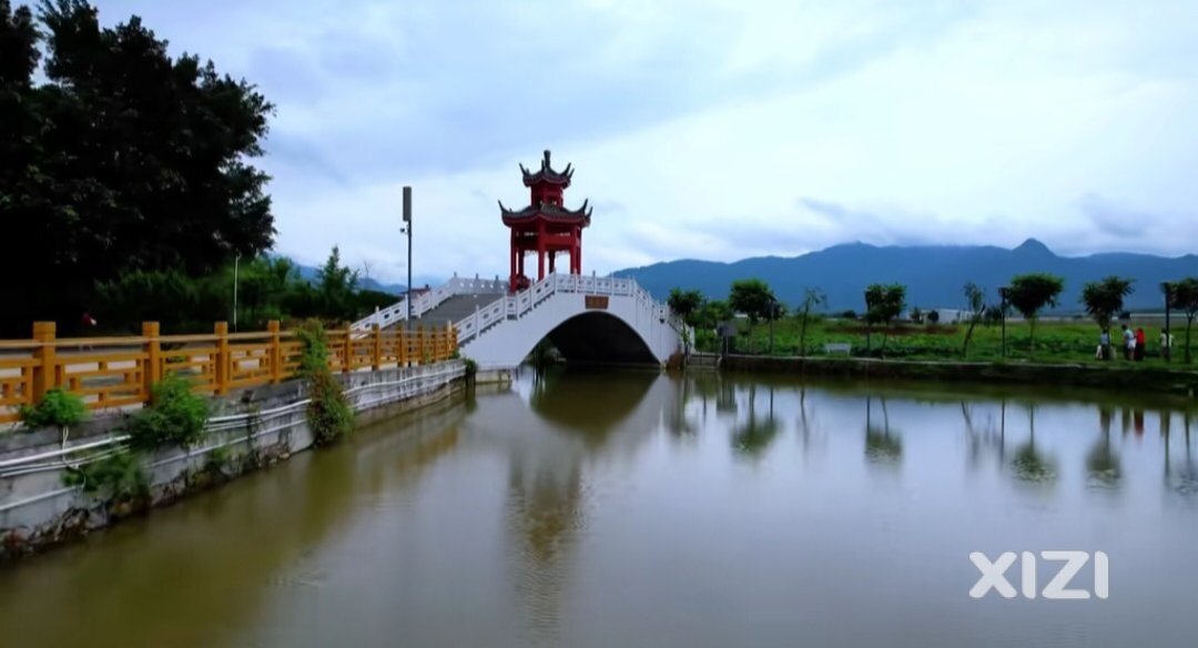 九龙峰旅游区大布村民委员会新打卡点。荷花盛开大面积，比西湖好看