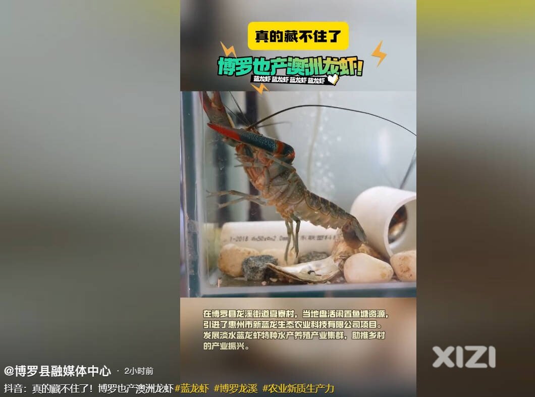 博罗有龙虾了