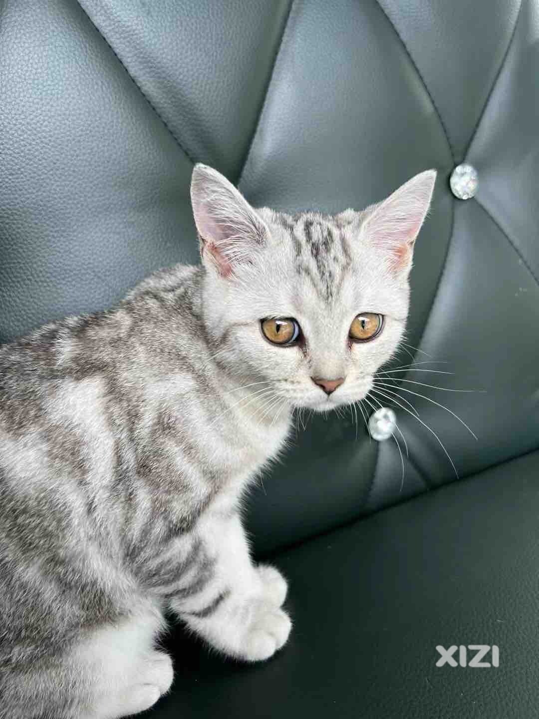 猫被车撞s了后怎么办