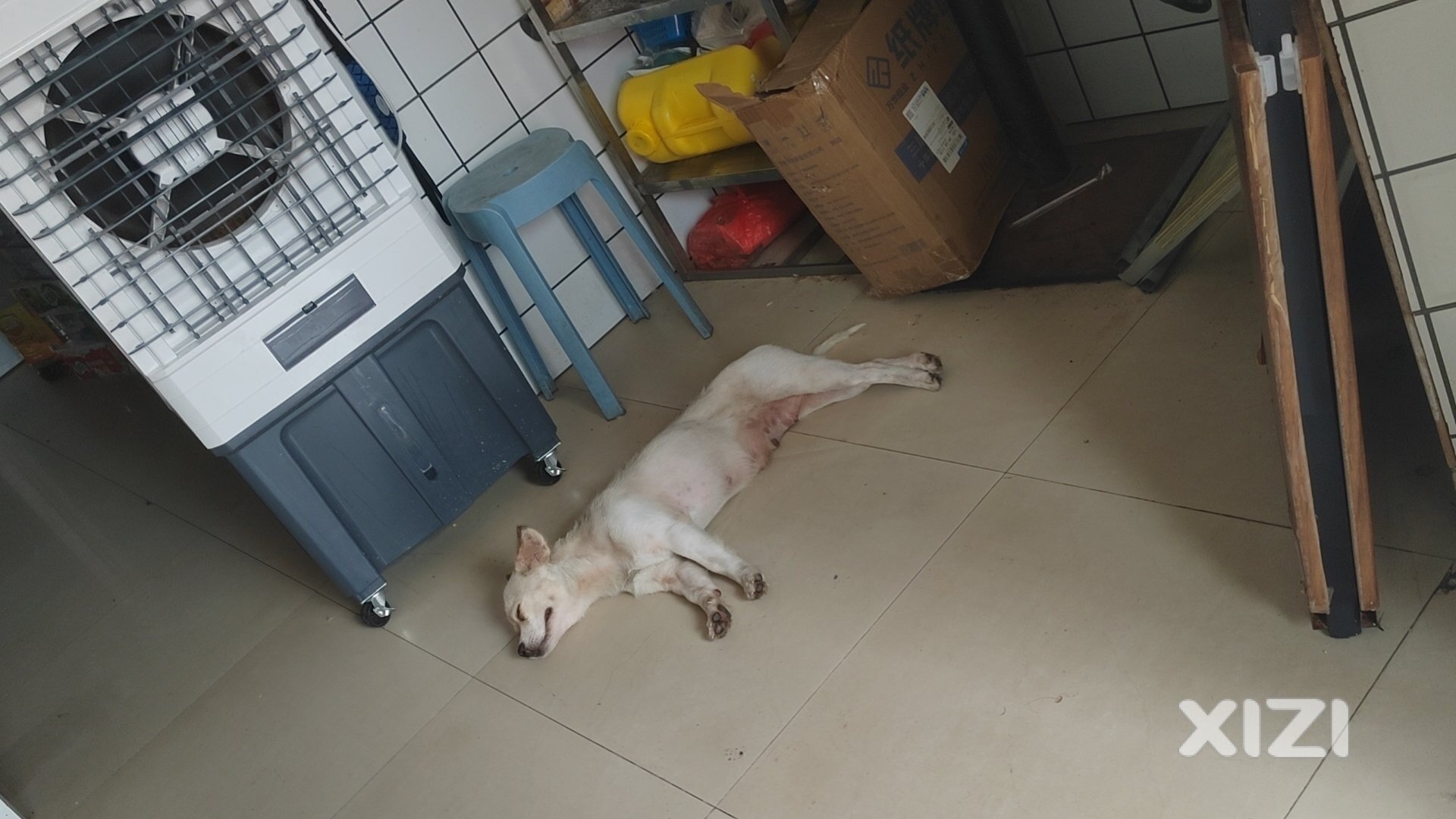 小白狗一只 胆小 很