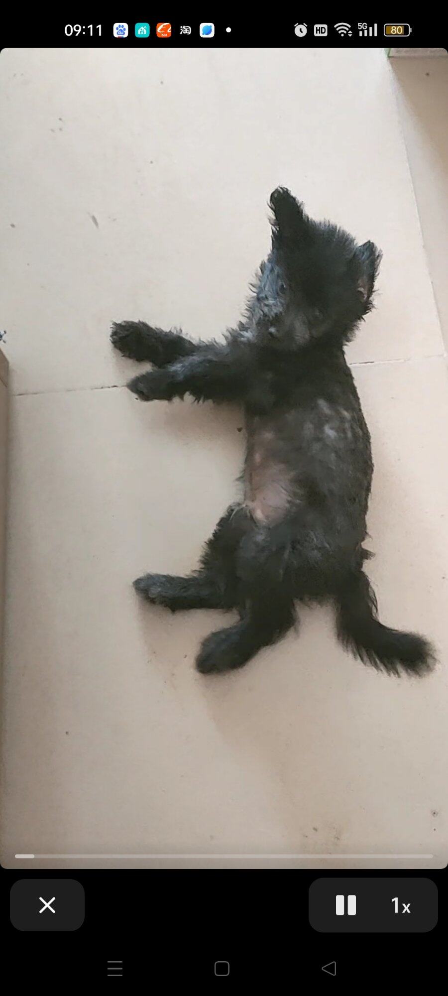 两个多月小黑狗。