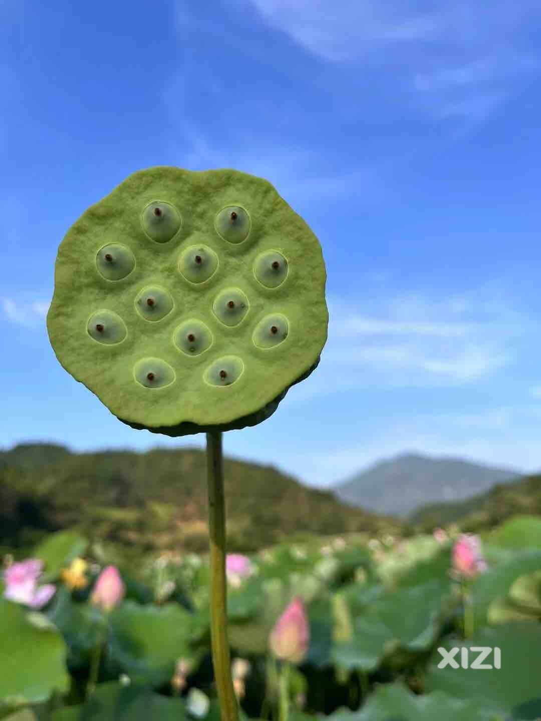周四早安