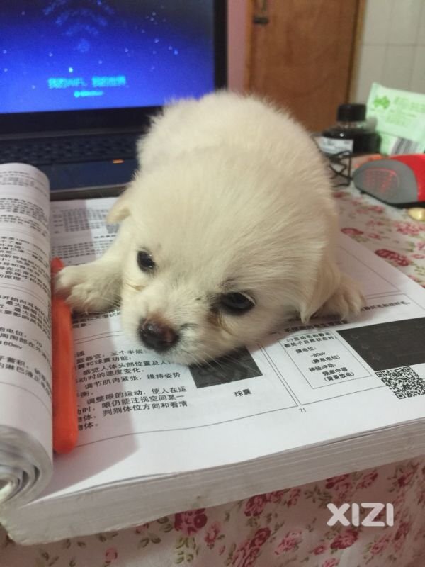 狗狗寻爱心主人