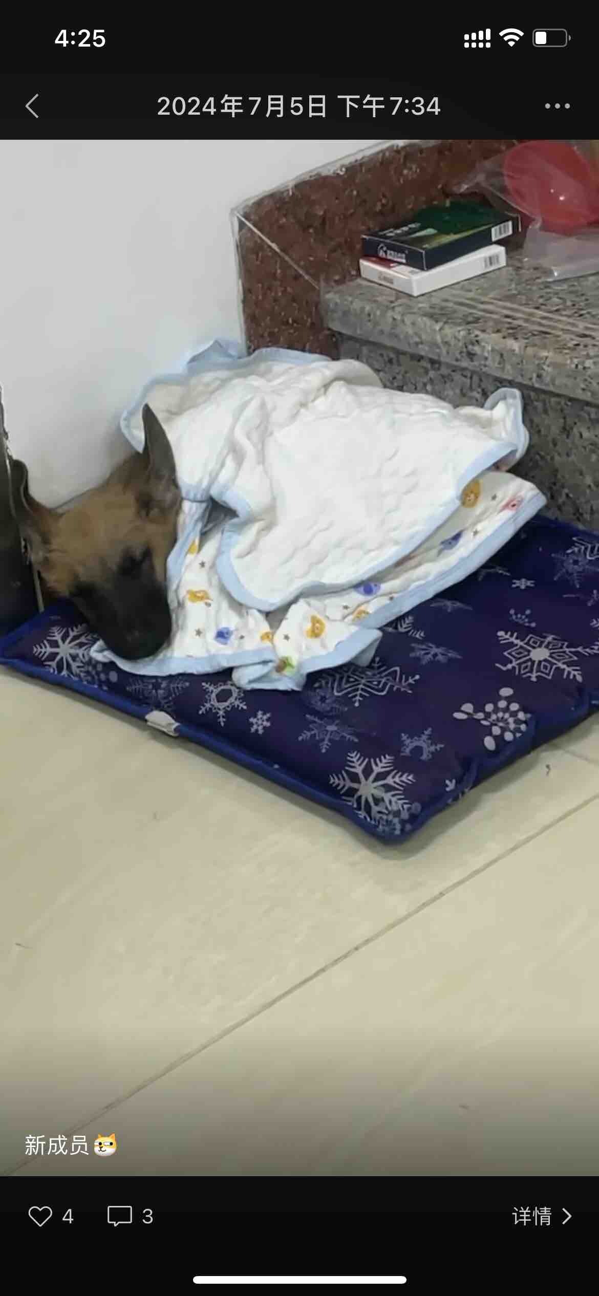 小马犬走失，地点马安