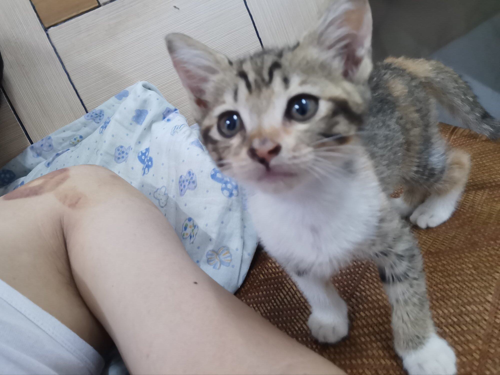 猫咪的陪伴