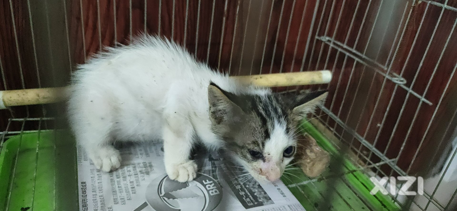 免费送养小猫咪，坐标惠城区下角