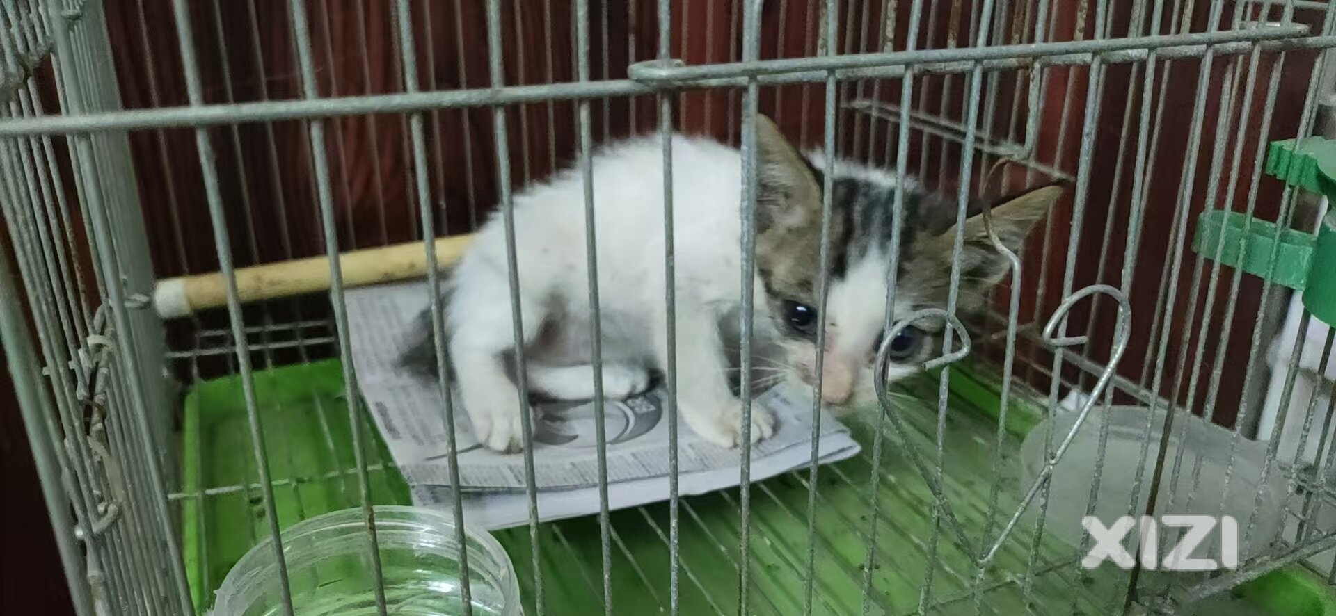 免费送养小猫咪