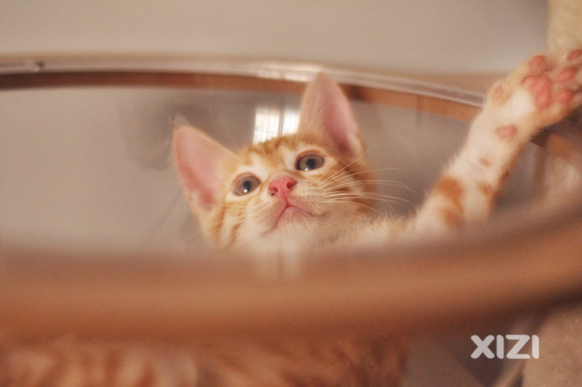 可爱的猫娃们免费找领养