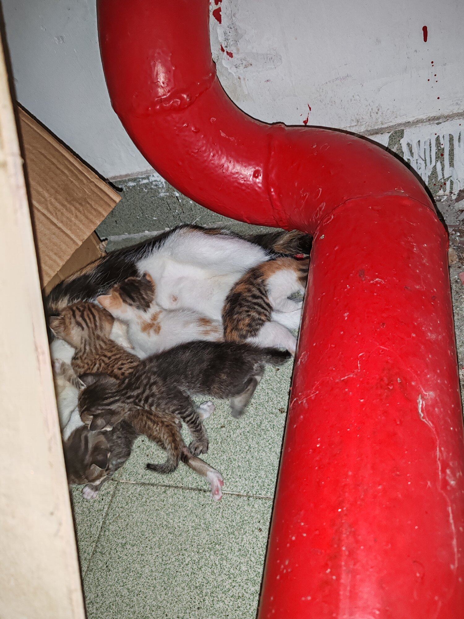 猫猫一家六口