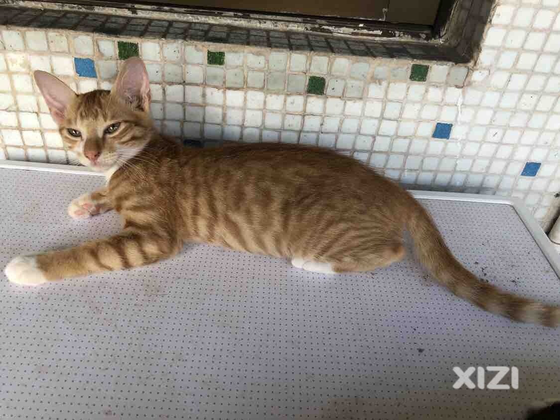 小猫找领养
