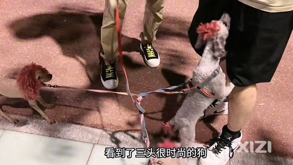可怜的狗