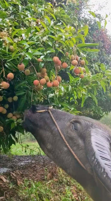 牛都荔枝自由了