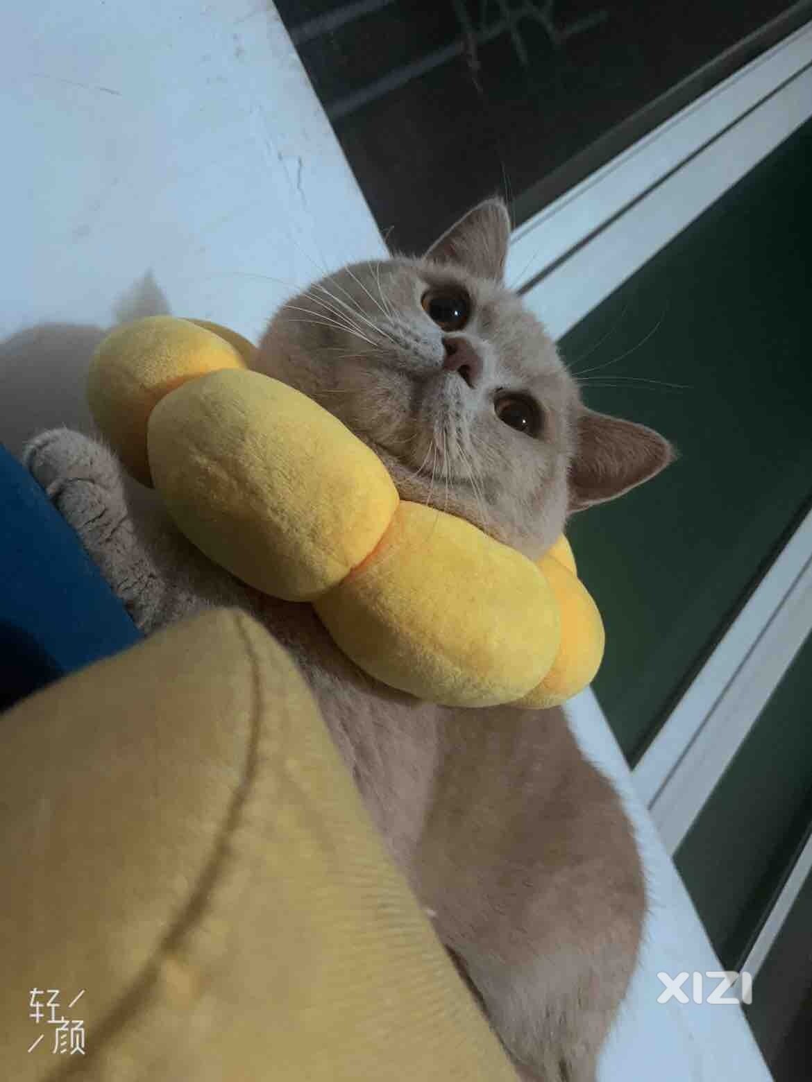 英短蓝猫繁育借配区