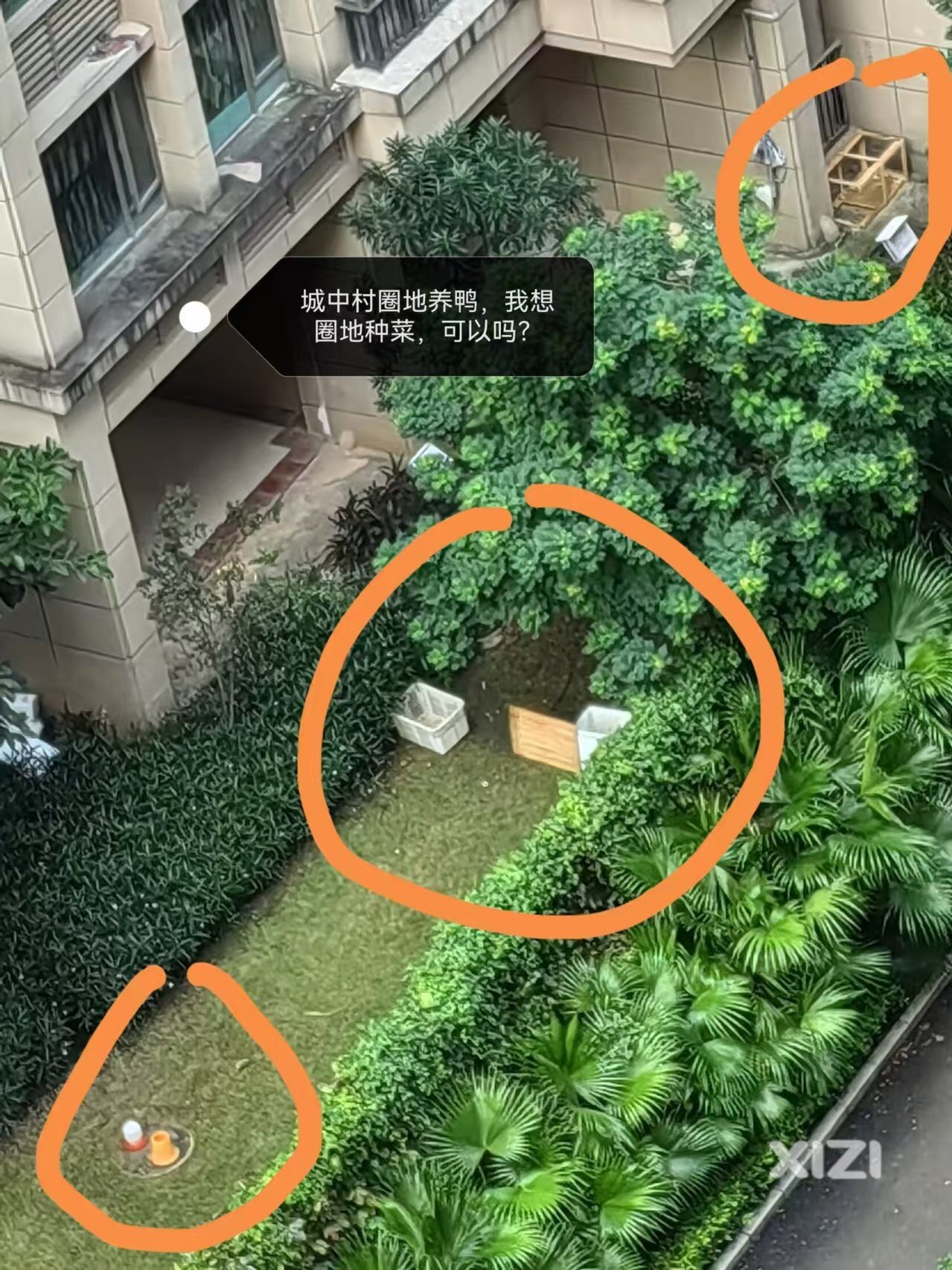 城中村改做养鸡场啦！