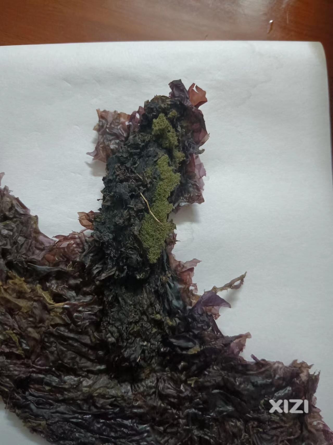 带海绵的紫菜