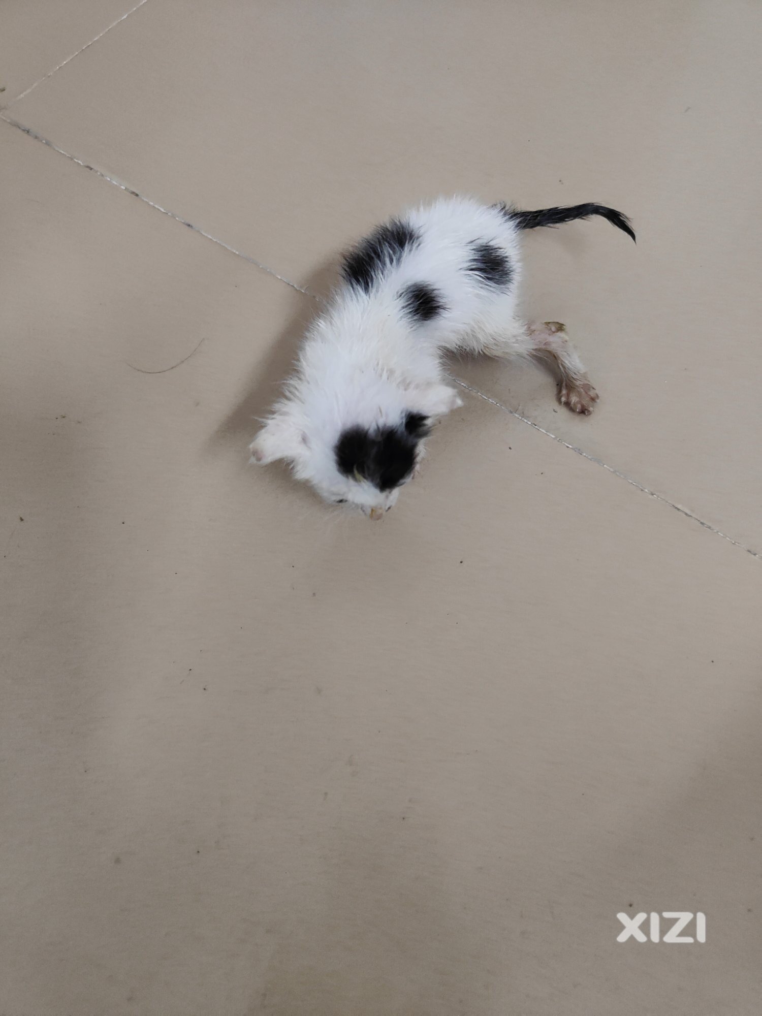 小猫找领养