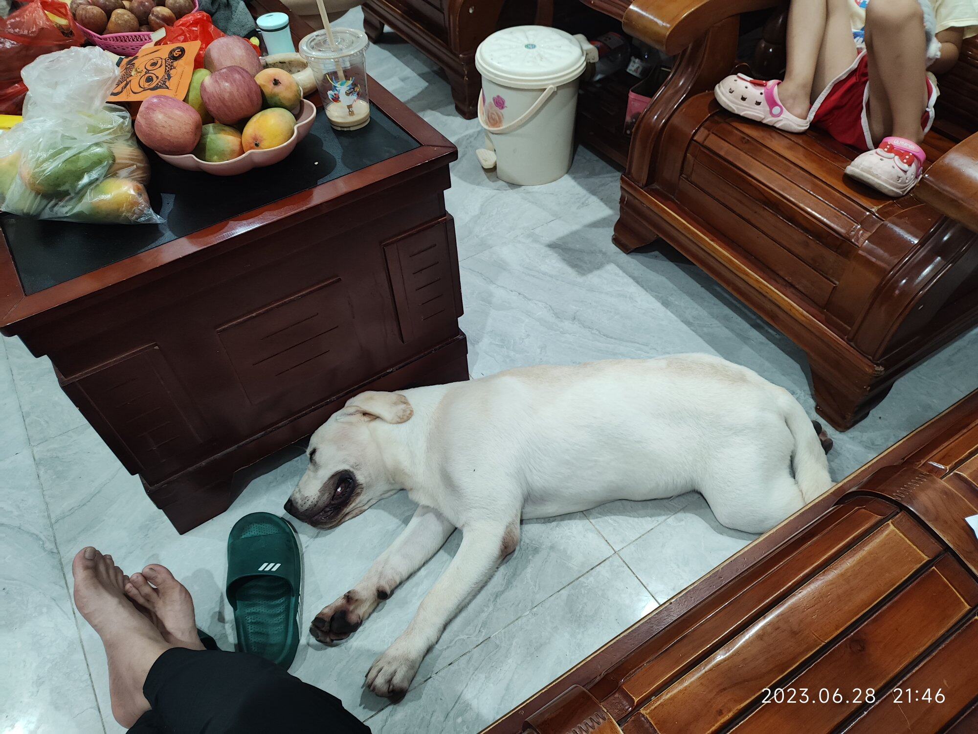 我家的狗这么大了，哎，狗的骚味太重了