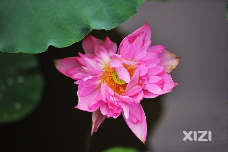丰渚园的荷花依然是那么的美丽