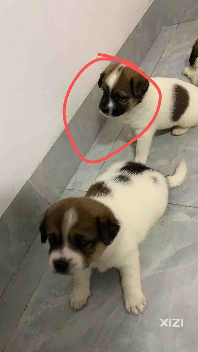 免费送小狗啦