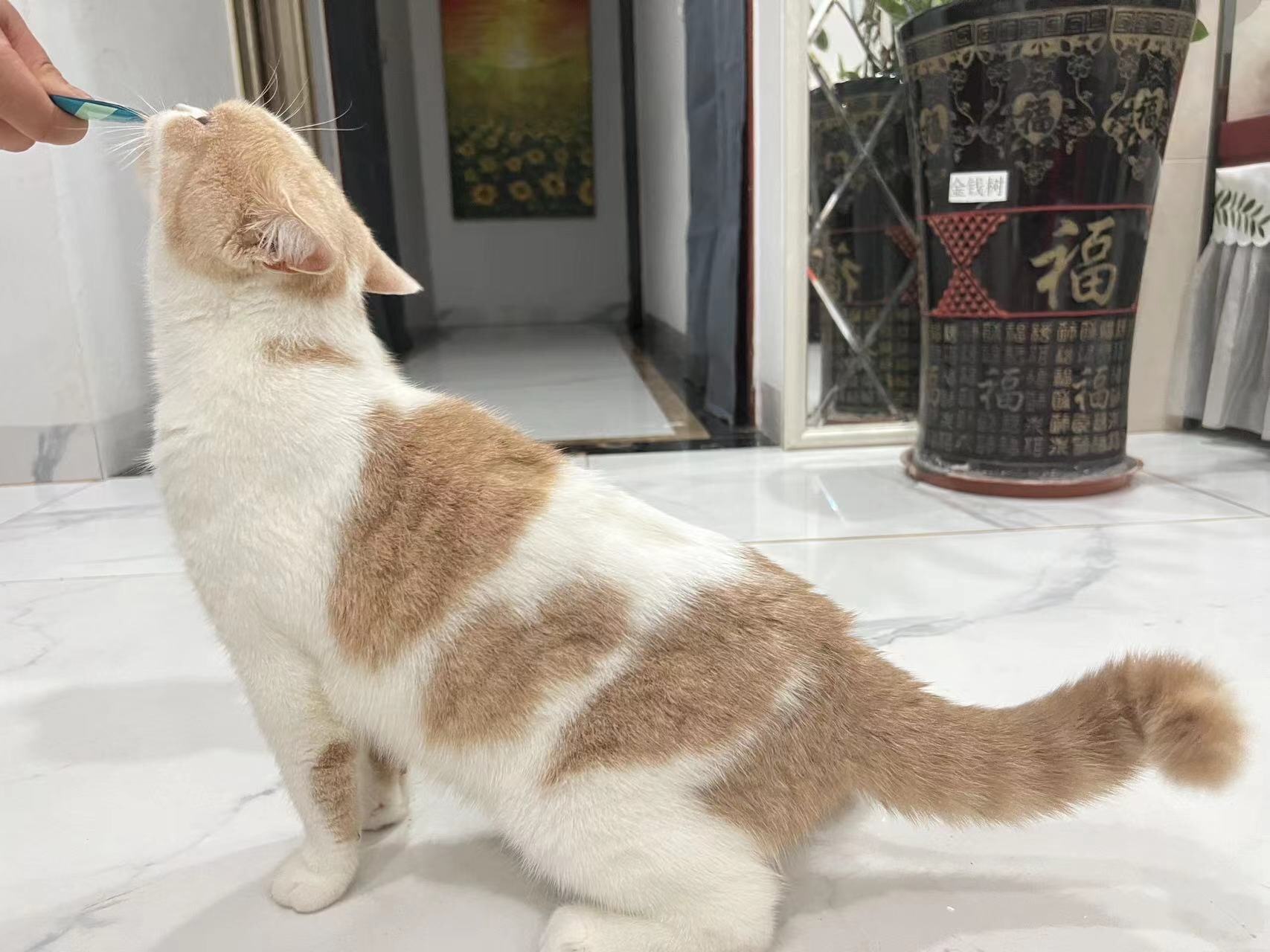 甜美英短乳白有偿借配