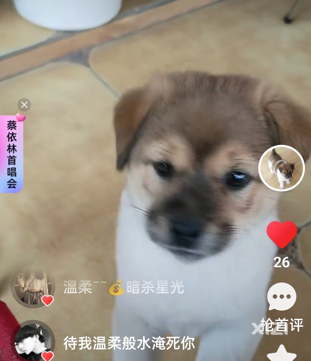 五千块钱酬劳寻小狗