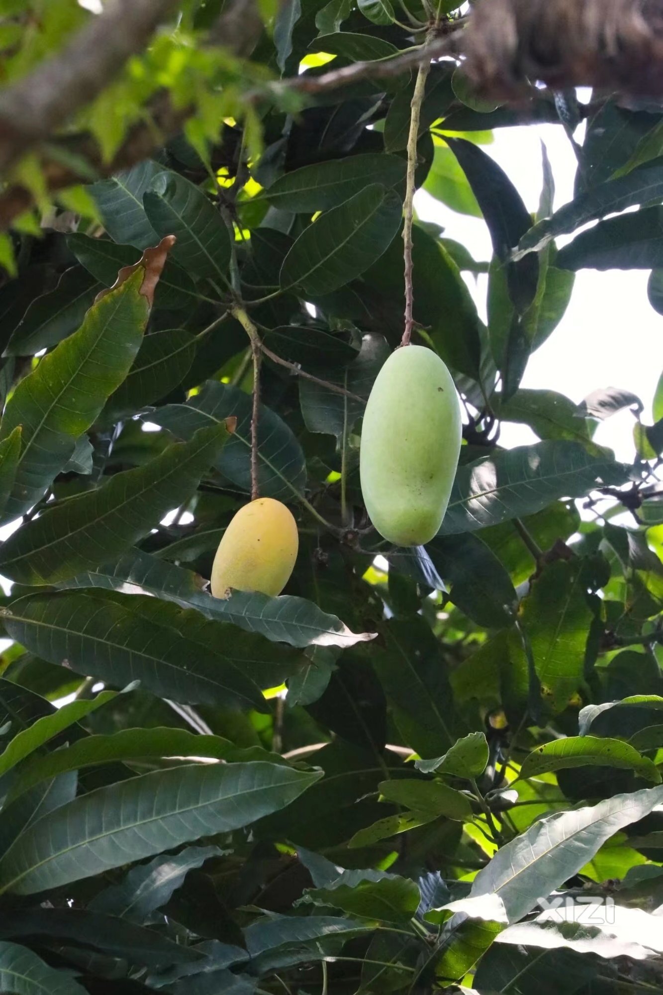 芒果将熟时