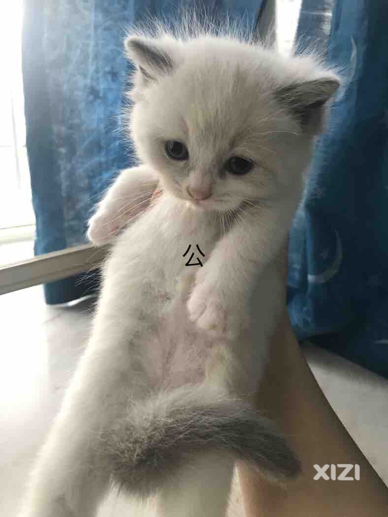 小猫咪红包领养