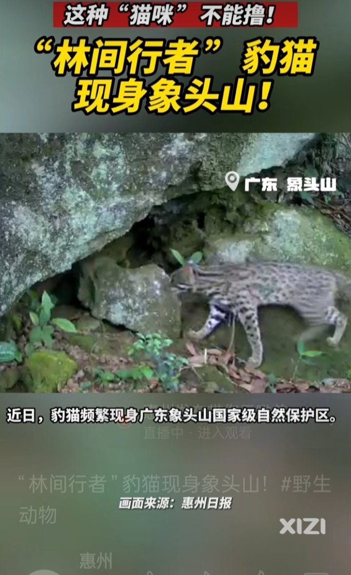 这种“猫咪”不能撸！“林间行者”豹猫现身象头山！