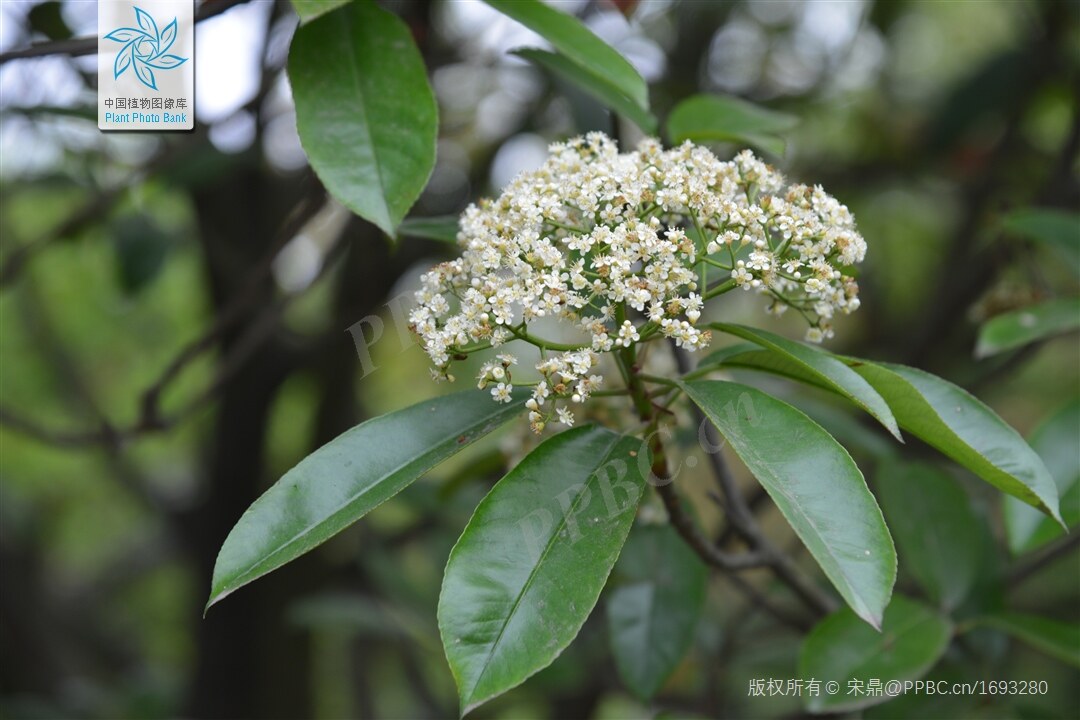 北有石楠，南有糖胶树，气味相投