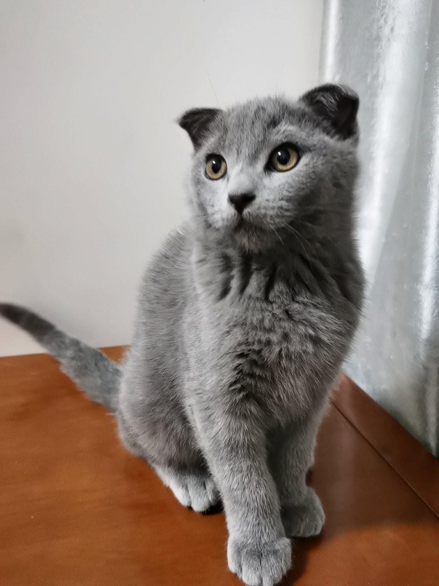 免费领养3个月的小猫