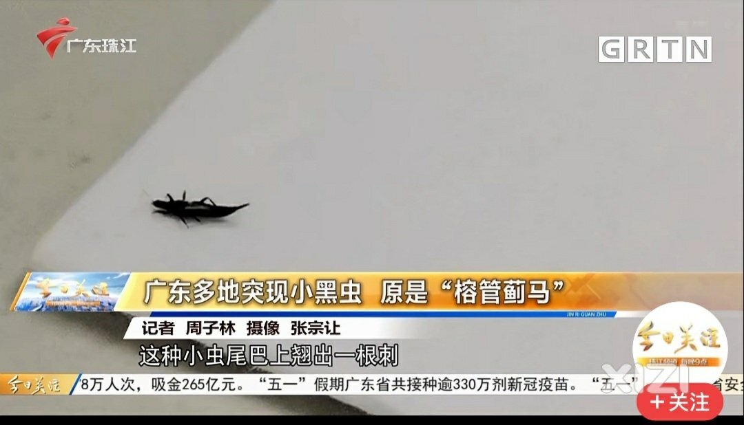 江北走一圈发现很多小黑虫