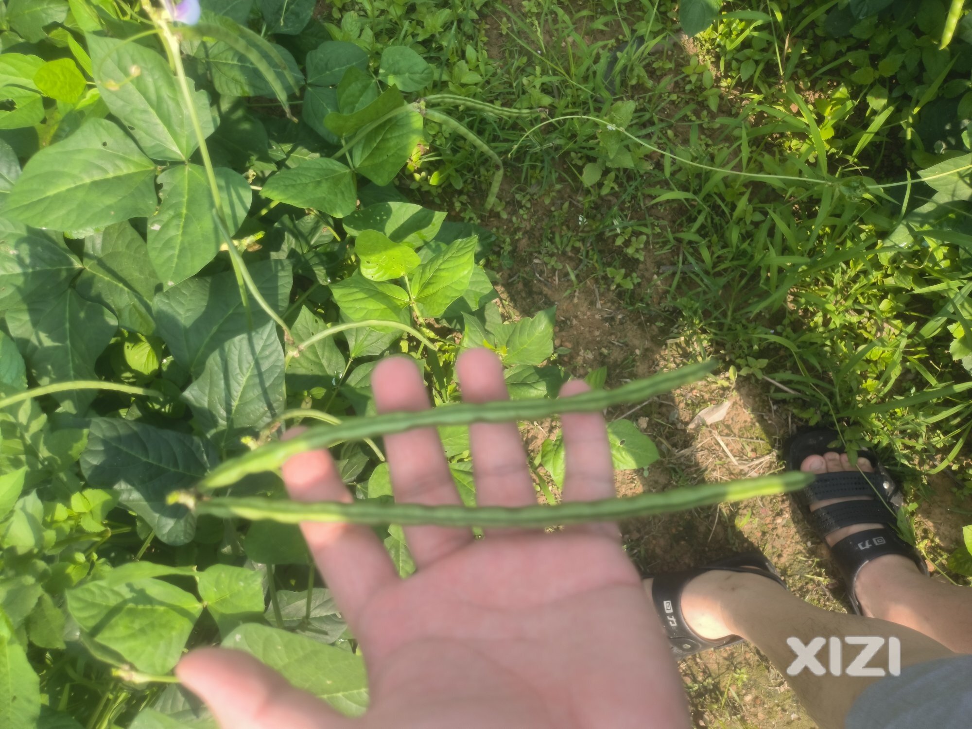 还有20天就可以吃了