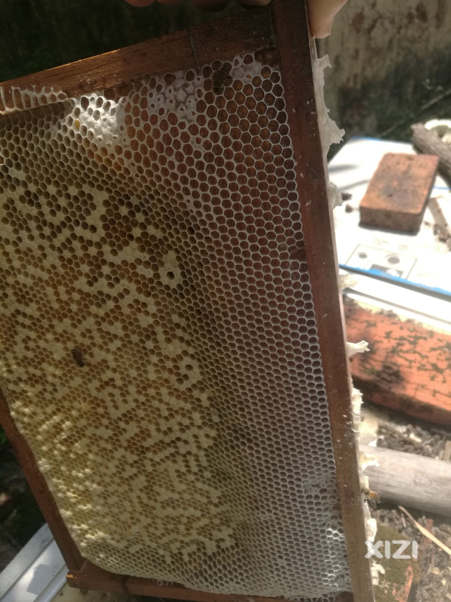 我们不生产蜂蜜，我们只是蜂蜜的搬运工！！