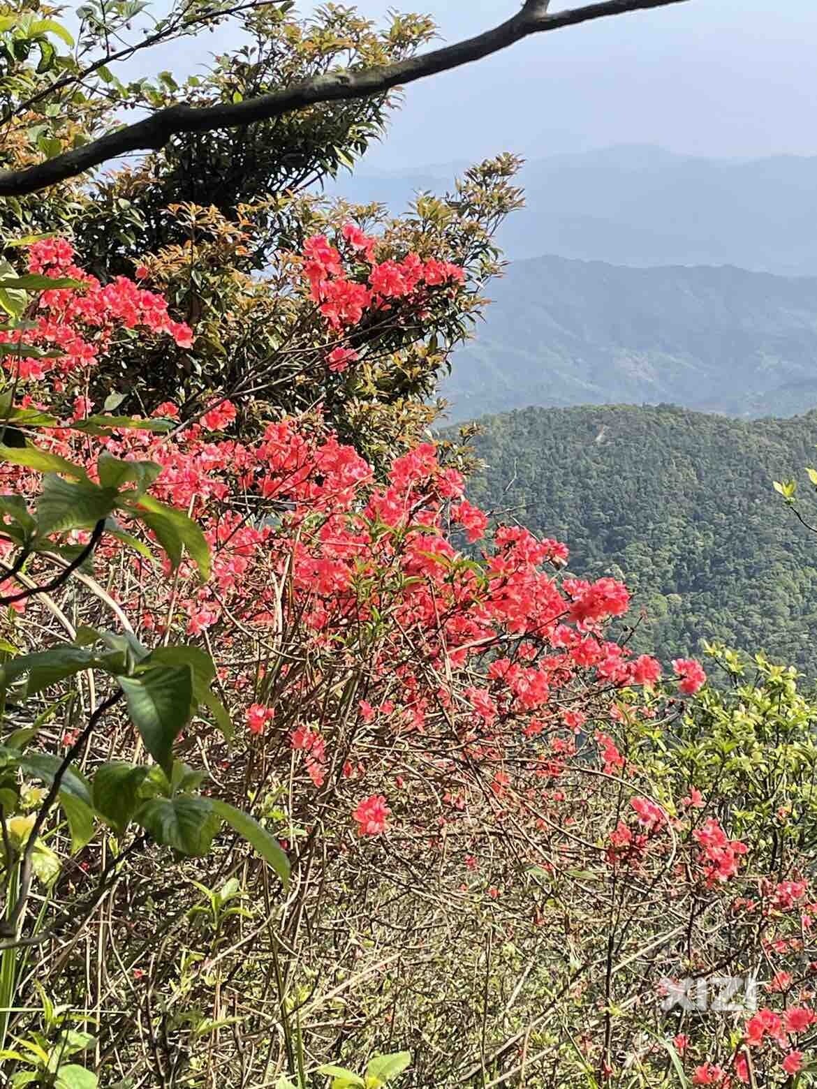 岭上映山红