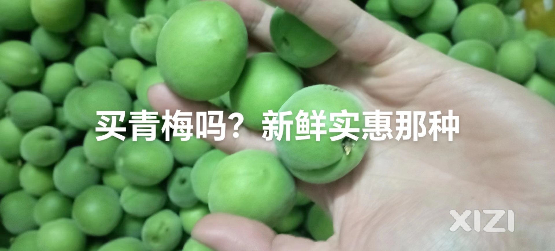青梅正当时