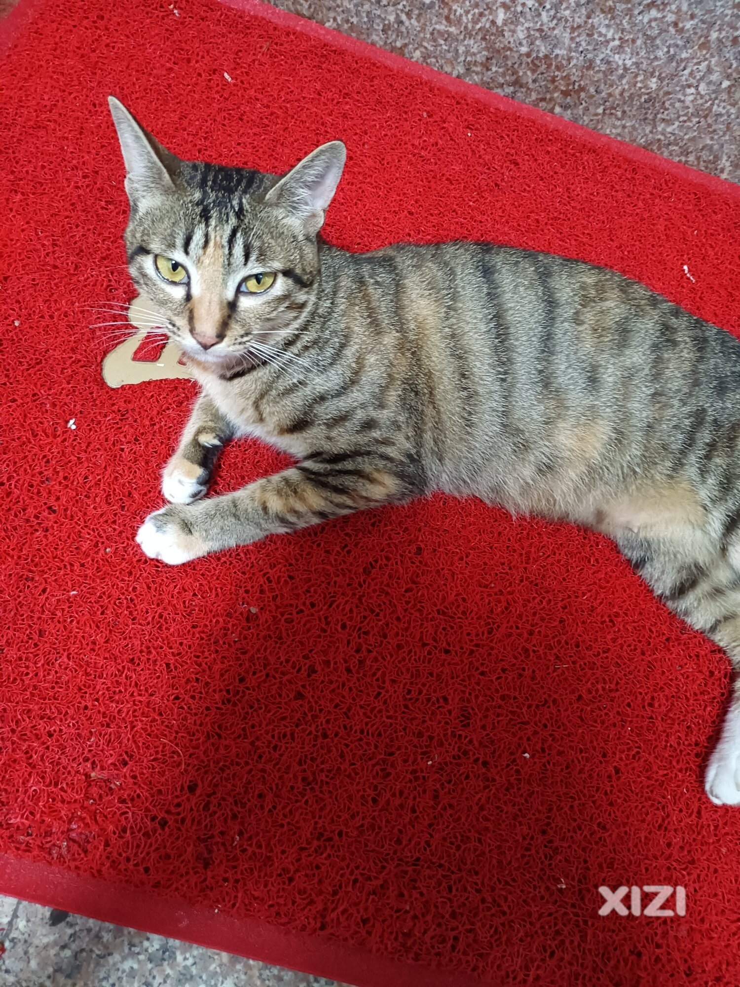 送养猫咪