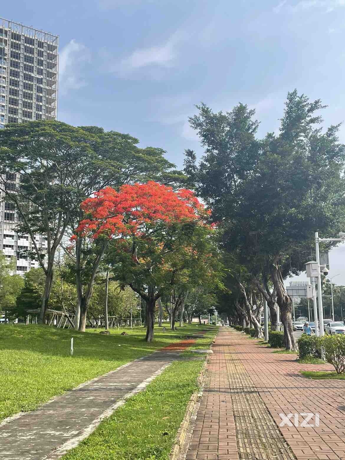 凤凰木开了