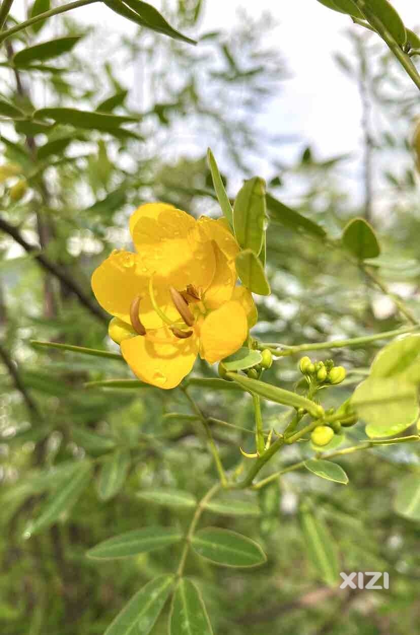 华为手机镜头下的野花，香